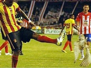 Футболіст заплатить 10000 євро за вбивство талісмана команди Футболіст заплатить 10000 євро за вбивство талісмана команди