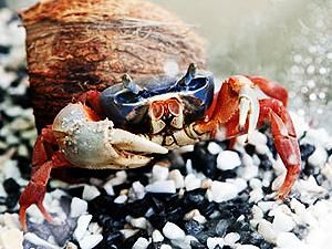 Краб передбачив литовським баскетболістам перемогу над британцями Краб передбачив литовським баскетболістам перемогу над британцями