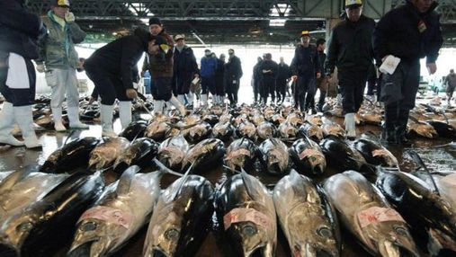 У Японії куштували гігантського тунця за 736 тисяч доларів