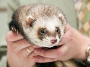 Фред назвал счет сегодняшнего поединка Фред назвал счет сегодняшнего поединка