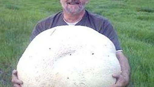Канадієць знайшов 26-кілограмовий гриб