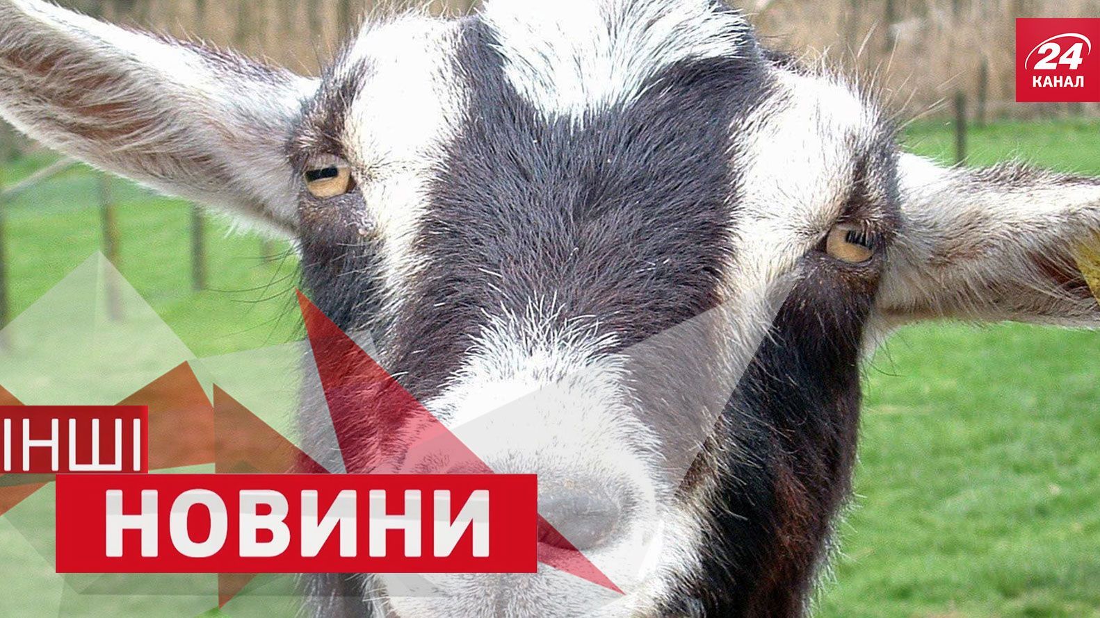 ІНШІ новини. Чому козел опинився за кермом, п'яна жінка протаранила 17 авто ІНШІ новини. Чому козел опинився за кермом, п'яна жінка протаранила 17 авто