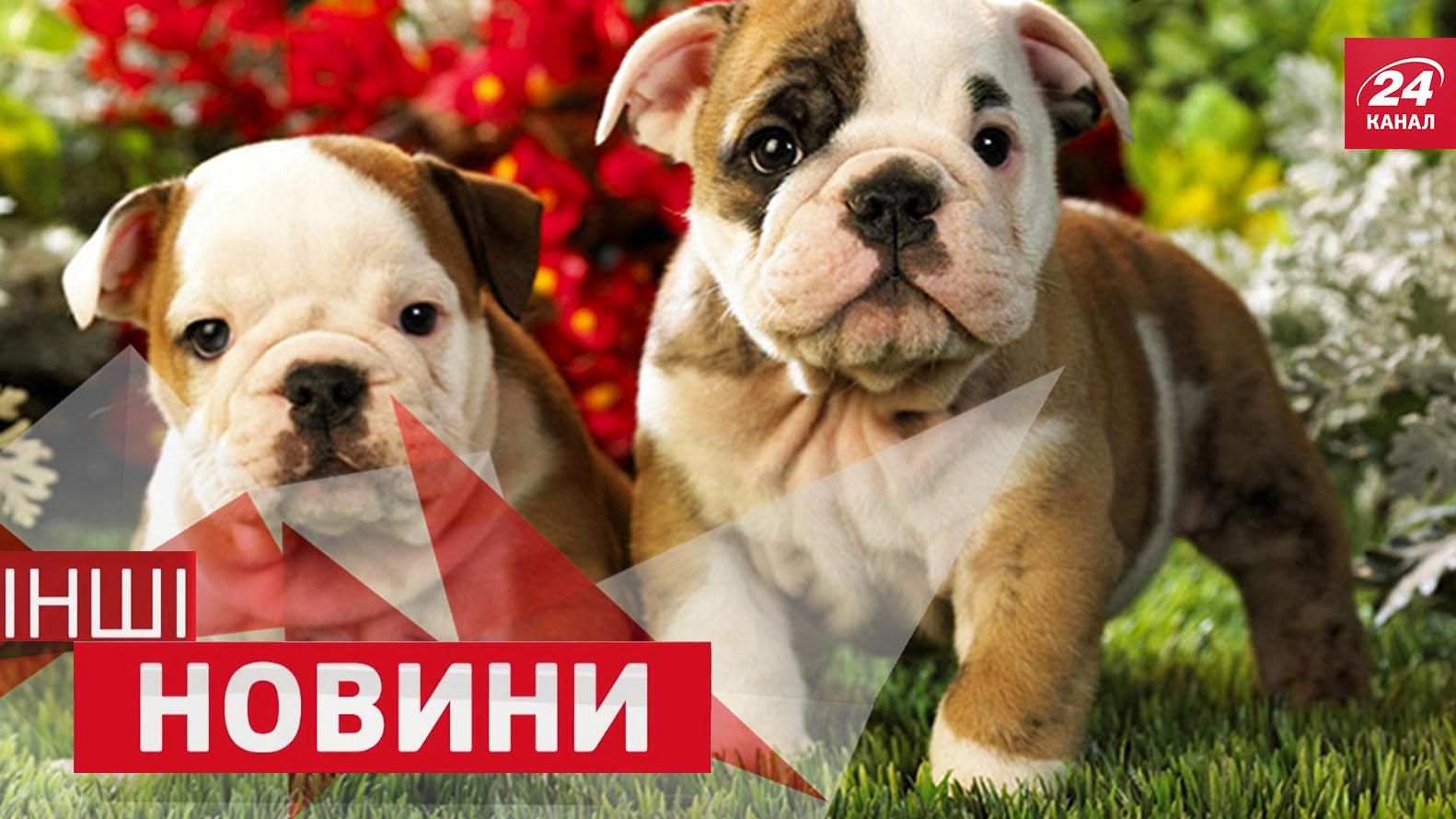 ДРУГИЕ новости. Лучшее. Странная любовь бульдогов. Фанаты возродили любимую игру Гарри Поттера ДРУГИЕ новости. Лучшее. Странная любовь бульдогов. Фанаты возродили любимую игру Гарри Поттера