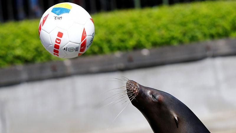 Євро-2016: тварина-оракул пророкує Україні перемогу в матчі з Німеччиною Євро-2016: тварина-оракул пророкує Україні перемогу в матчі з Німеччиною