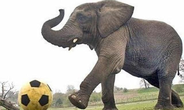 Як слони навчились грати у футбол