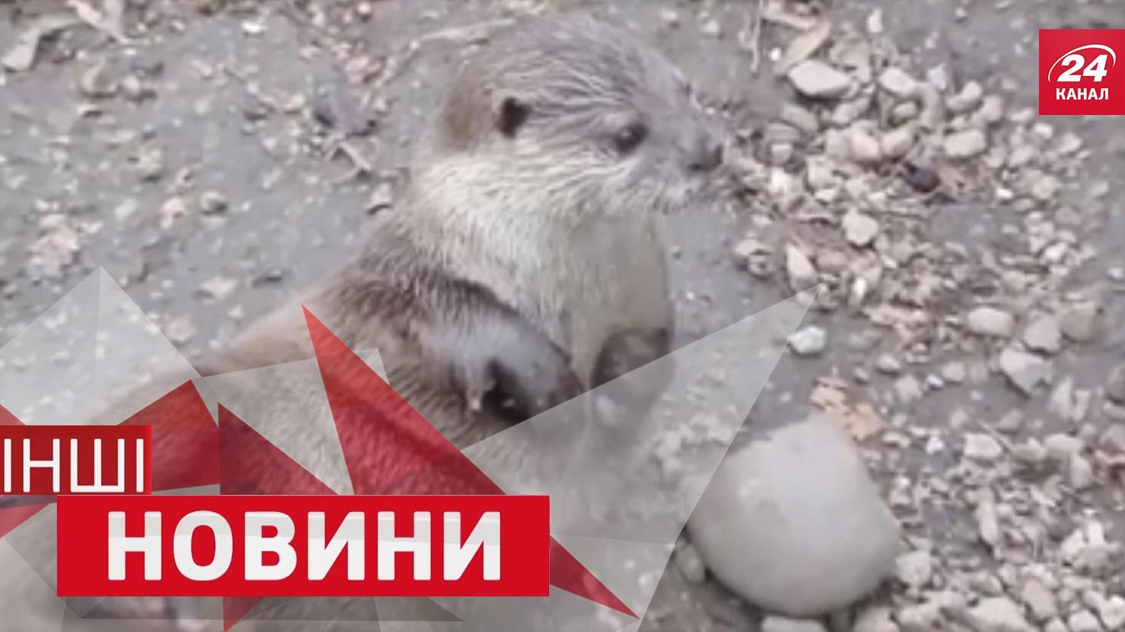 "ІНШІ новини". Як трактори грали в шахи. Видра навчилась жонглювати камінням "ІНШІ новини". Як трактори грали в шахи. Видра навчилась жонглювати камінням