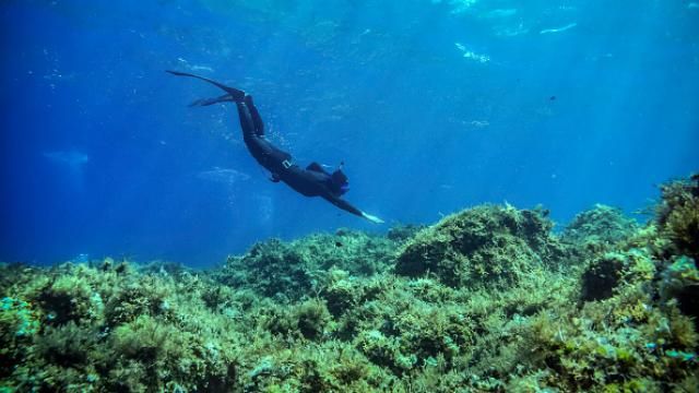 Українка встановила два вражаючі світові рекорди з пірнання Українка встановила два вражаючі світові рекорди з пірнання