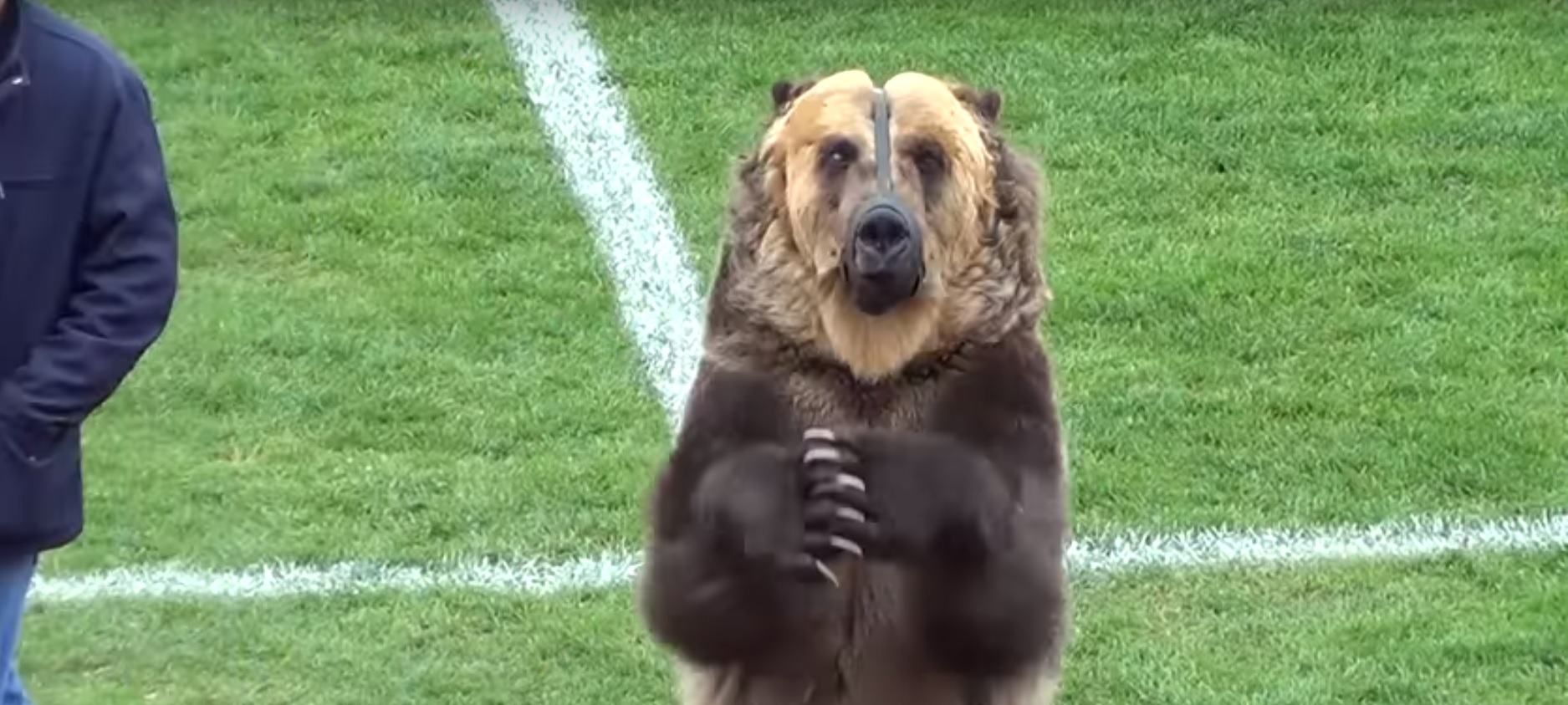У Росії справжній ведмідь відкрив футбольний матч