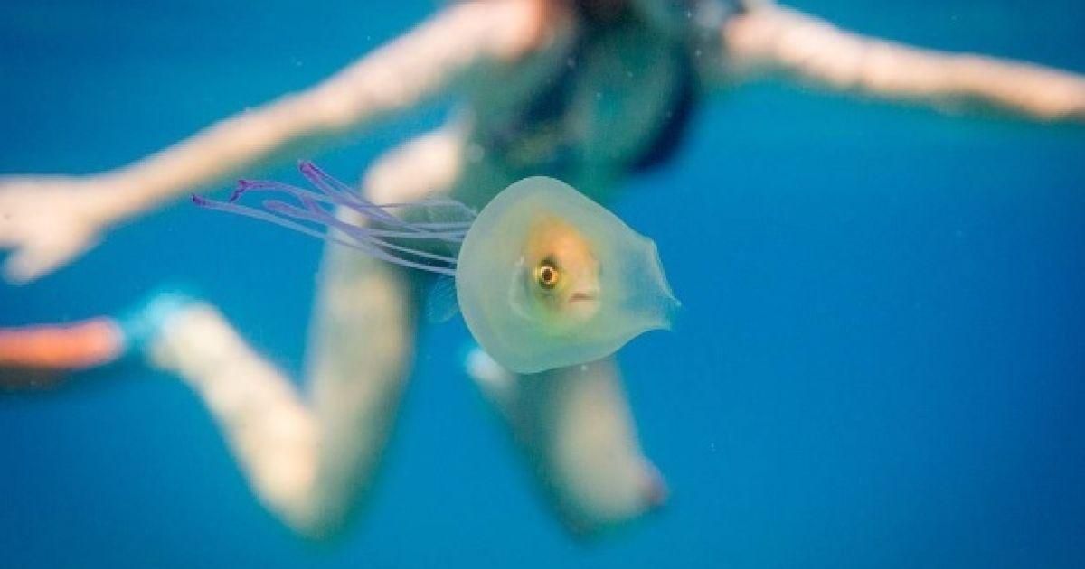 У Філіппінах 7-річна плавчиня померла від укусу отруйної медузи