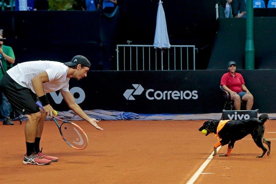 Собак з притулку "працевлаштували" на тенісному турнірі: милі кадри