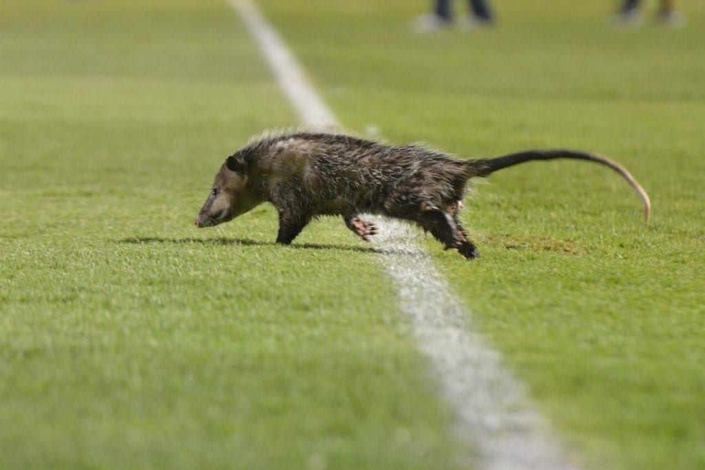 Милый зверь выбежал на поле во время матча, аналитики назвали его лучшим в игре: видео