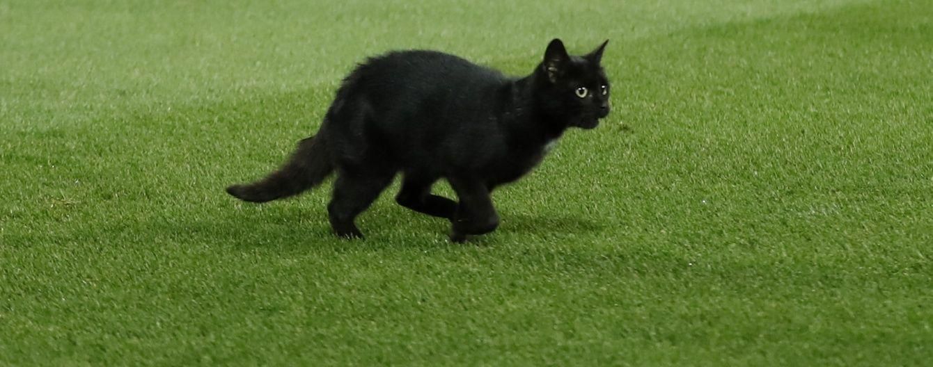 Матч чемпіонату Англії перервали через чорного кота: курйозне відео