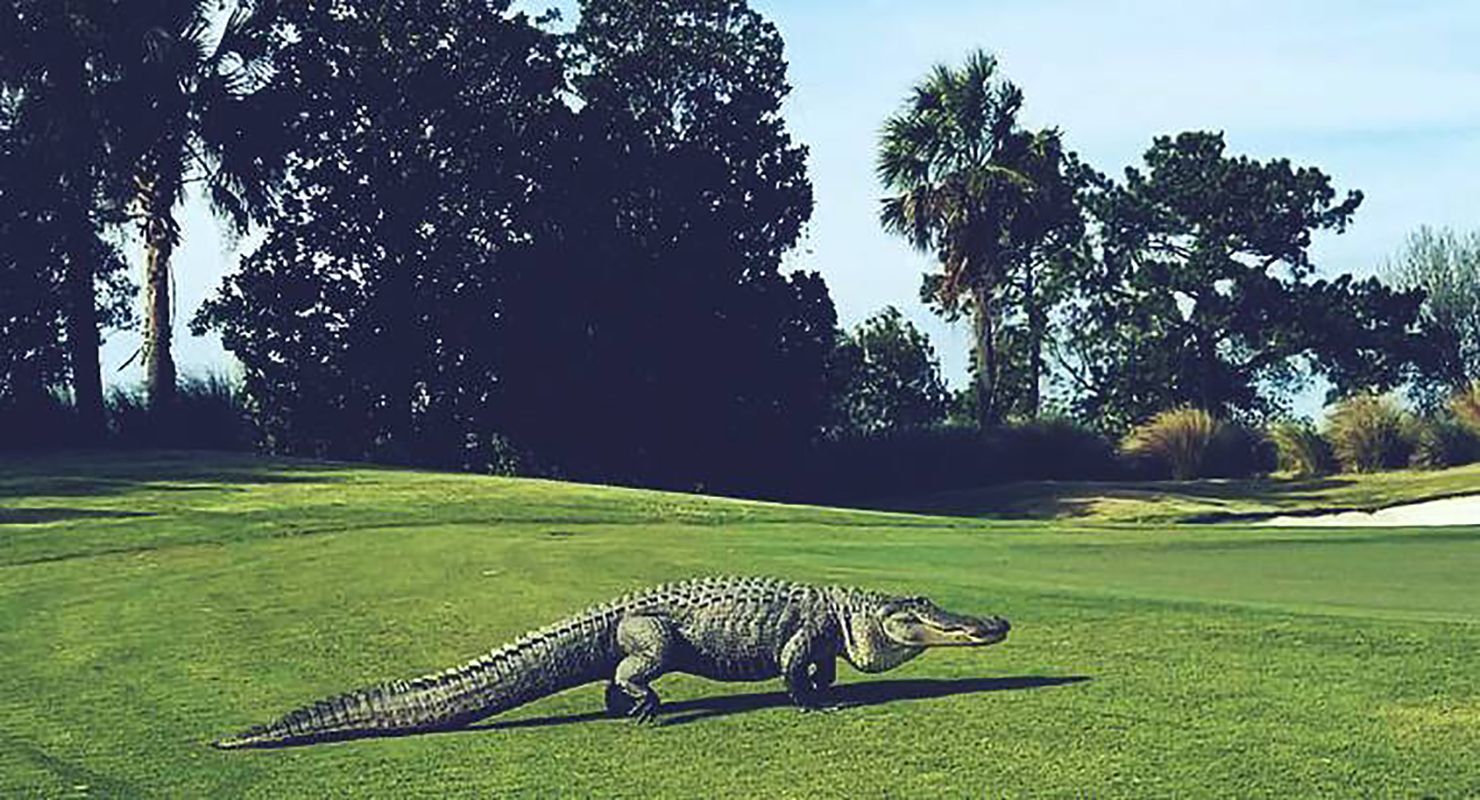 Великий алігатор нахабно виліз на газон і завадив гольфістам продовжити гру: відео