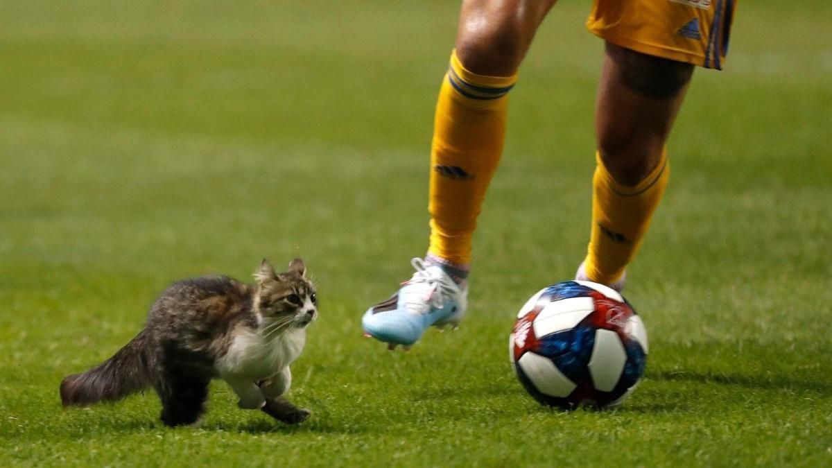 Пушистый кот помешал команде забить гол в конце матча: видео