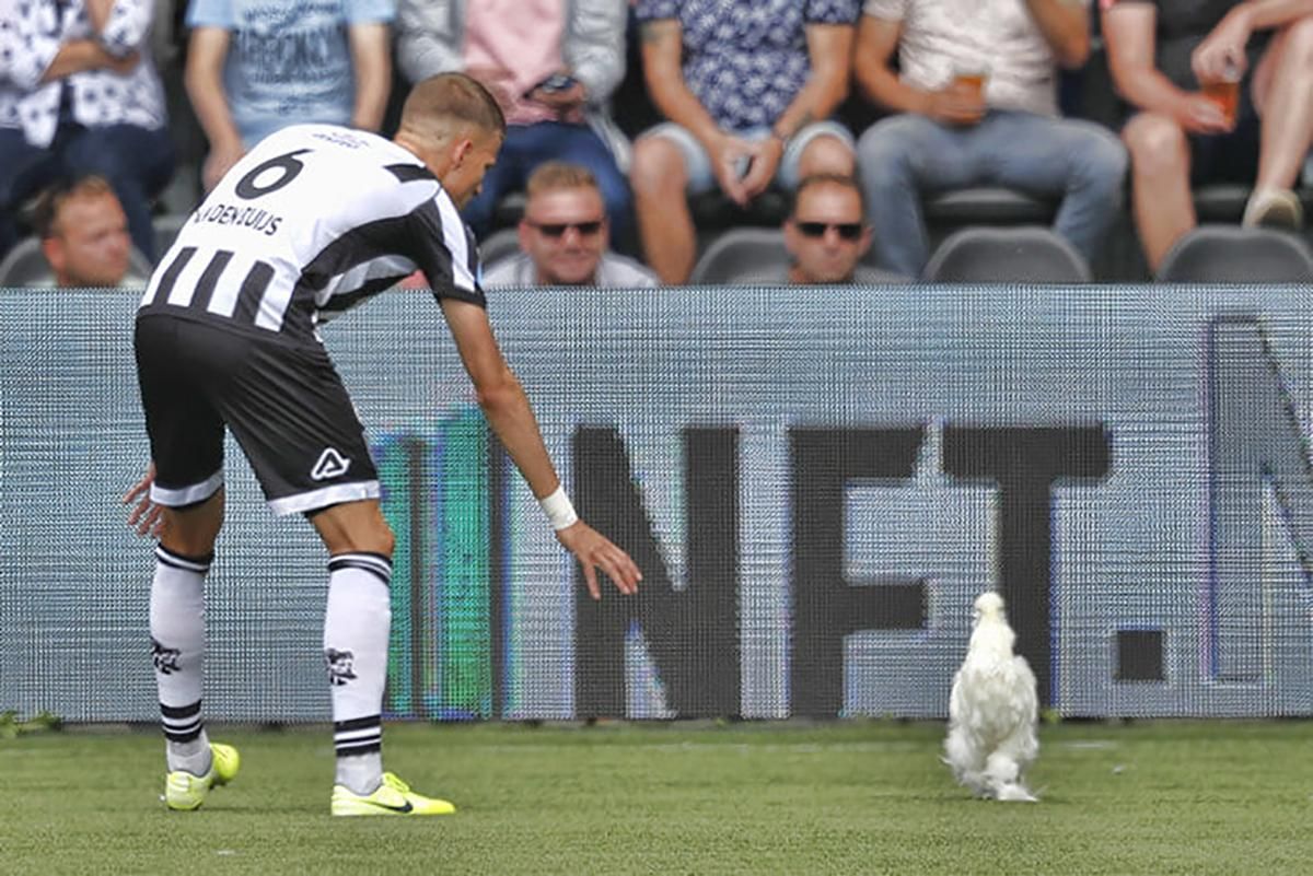 Петух на поле прервал матч чемпионата Нидерландов: видео Петух на поле прервал матч чемпионата Нидерландов: видео