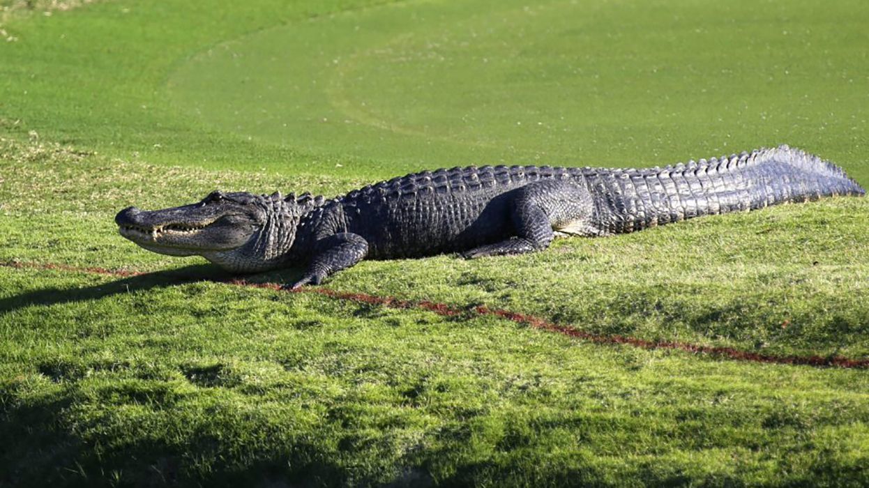 Гігантський алігатор виліз на поле для гольфу, але безстрашний спортсмен продовжив гру : відео