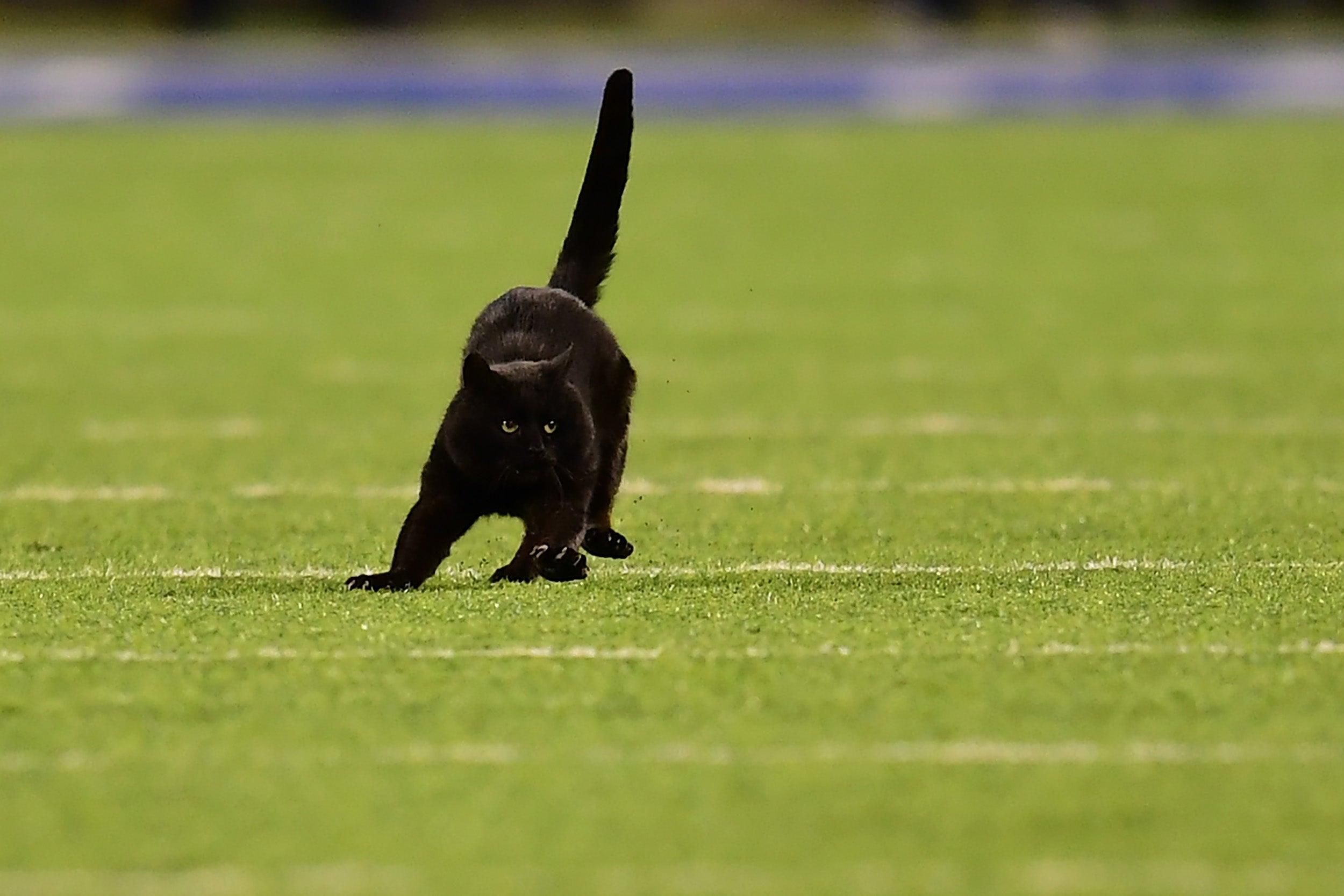 Чорний кіт вибіг на футбольне поле в Нью-Йорку та перервав гру: кумедне відео