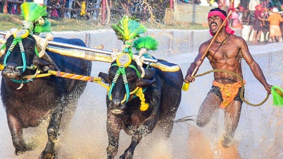 Індійський бігун побив рекорд легендарного Болта під час гонки з буйволами – відео
