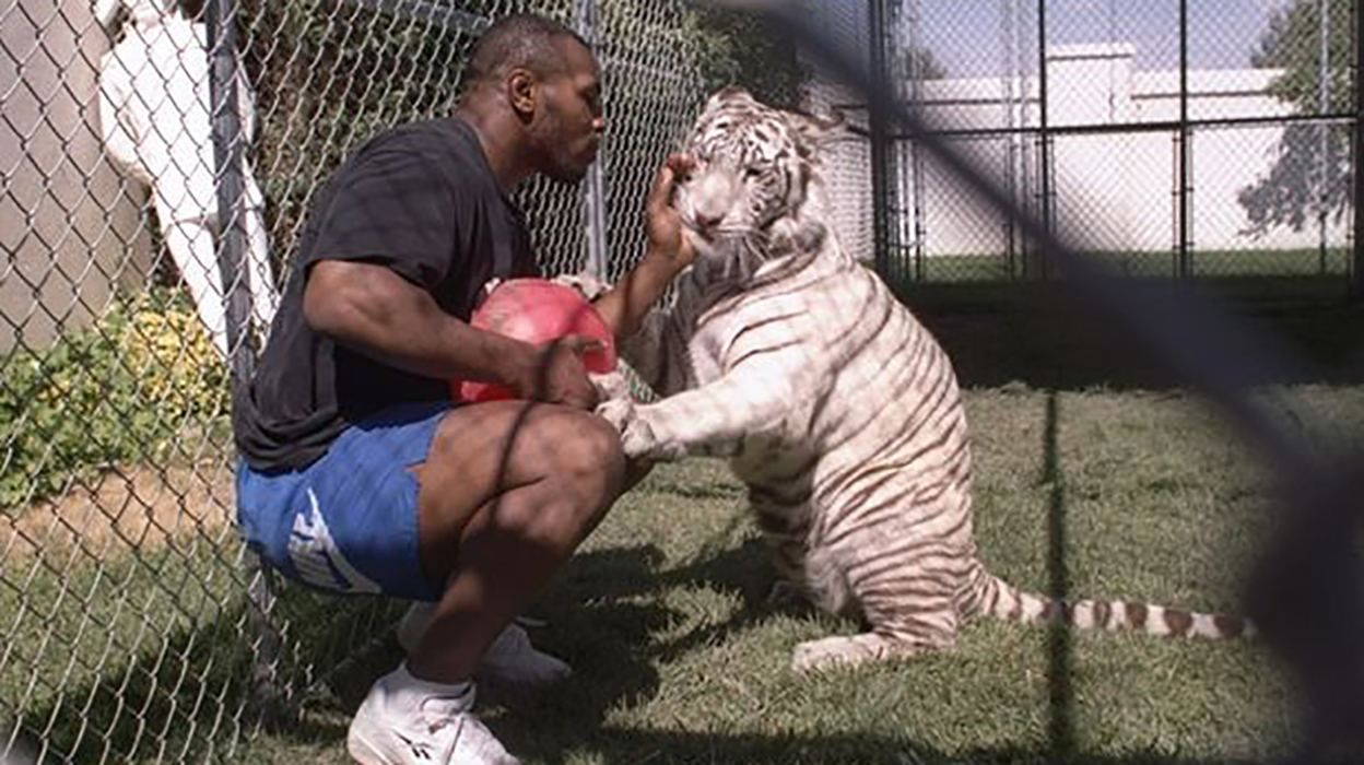 Тайсон: Я спал с тигрицей, она разодрала мне руку Тайсон: Я спал с тигрицей, она разодрала мне руку