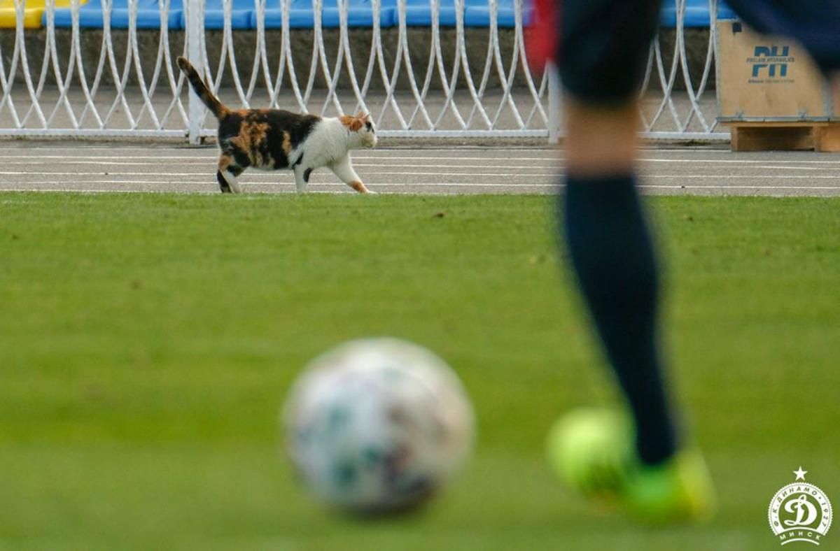 Кошка дважды чуть не сорвала матч по футболу в Беларуси: видео