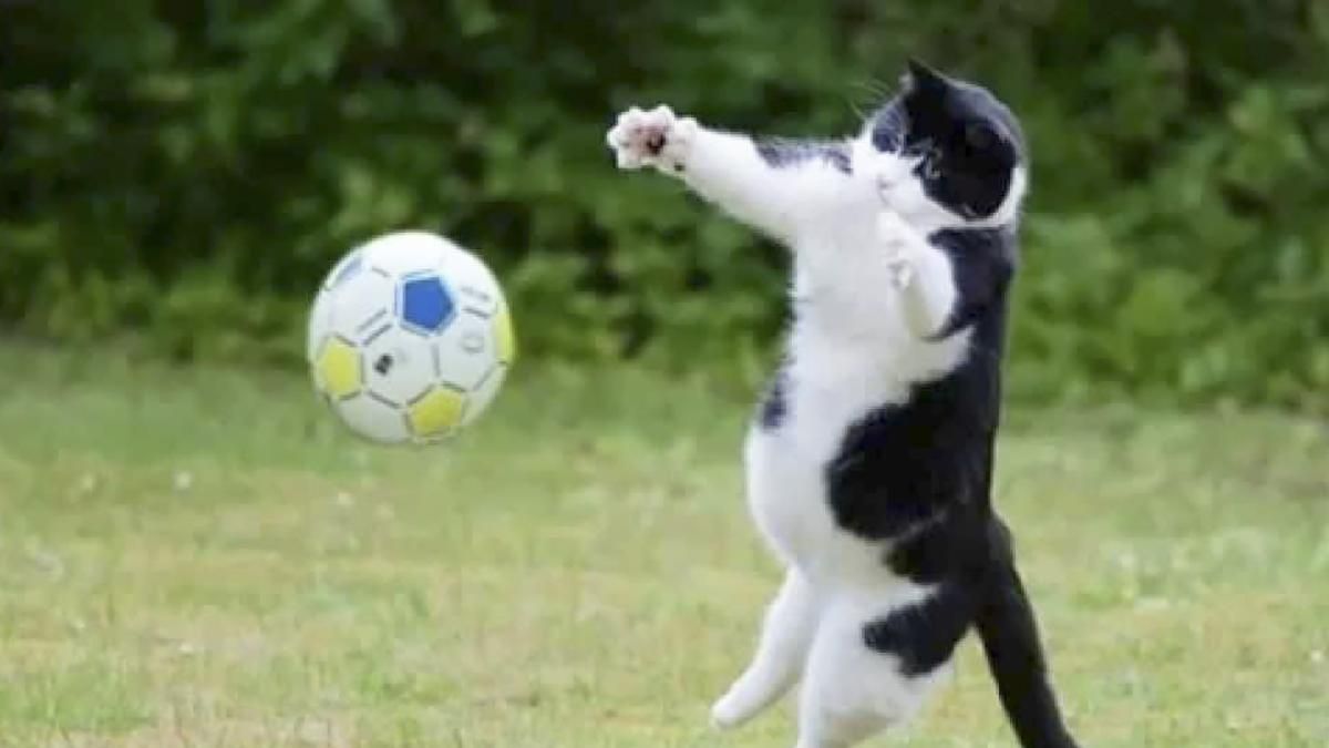 Кот-вратарь: пушистый красавец грациозно отбивает футбольный мяч – видео
