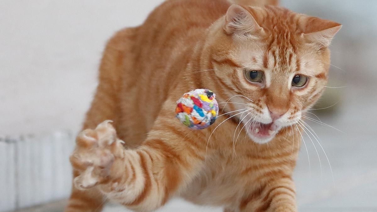 Превзошел "кото-Нойера": рыжий кот стал вратарем и грациозно поймал все мячи – видео