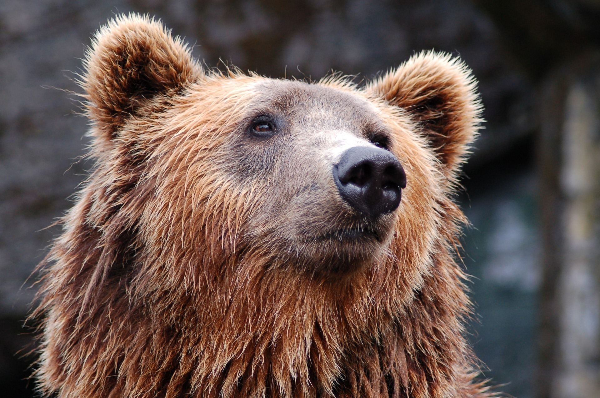 В раздевалку российской команды привели медведя: видео реакции футболистов
