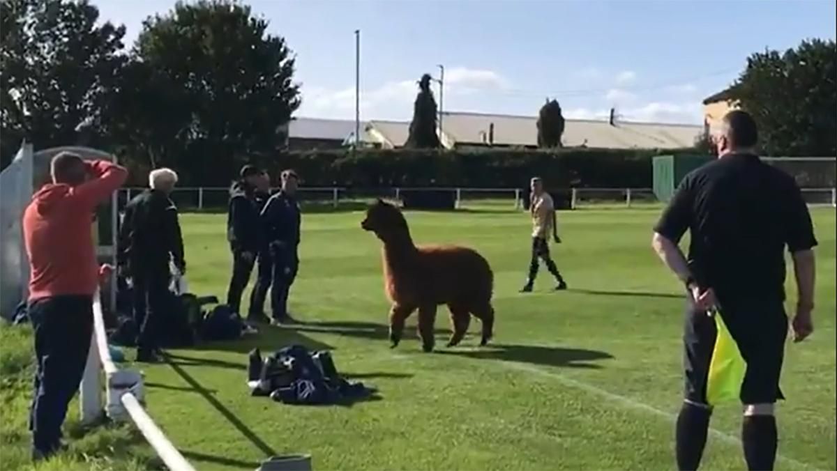 Альпака вибігла на поле під час футбольного матчу в Англії та бігала за гравцями: кумедне відео