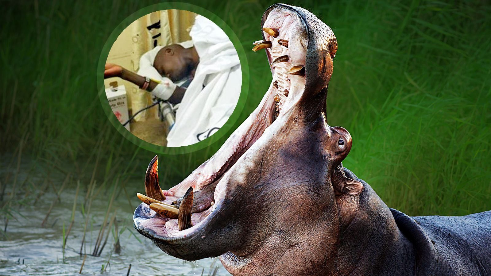 На кенійського бігуна на тренуванні напав бегемот: спортсмен прикинувся мертвим і вижив На кенійського бігуна на тренуванні напав бегемот: спортсмен прикинувся мертвим і вижив