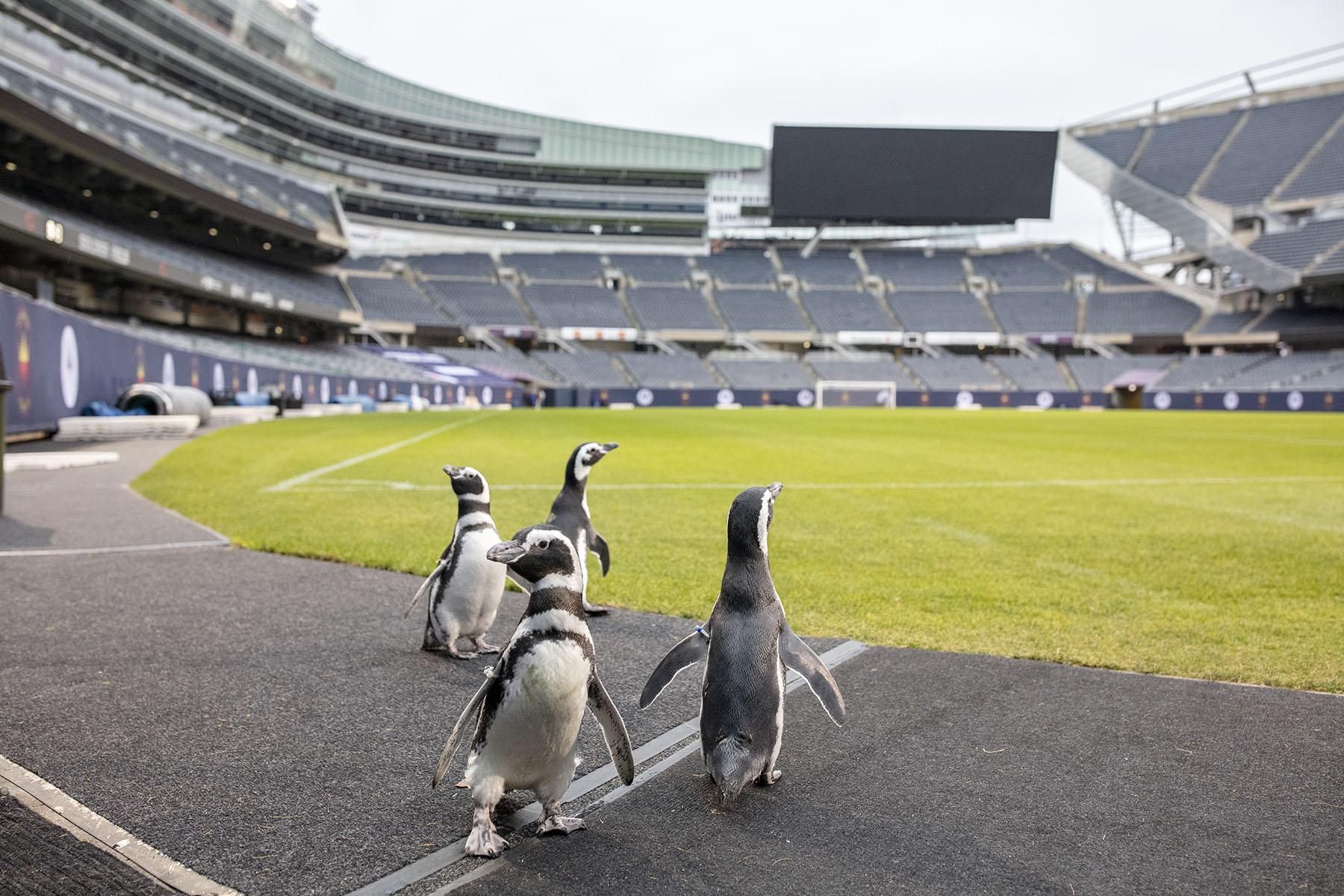 У США пінгвінам влаштували прогулянку на футбольний стадіон: відео