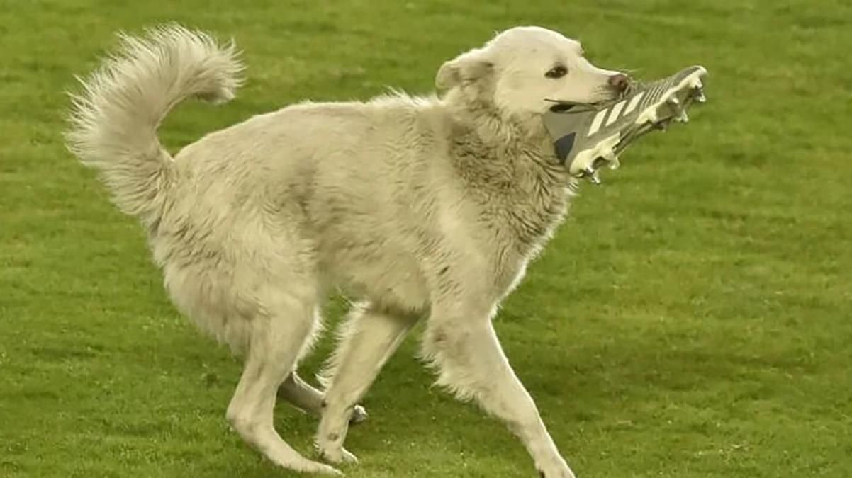 Собака вибіг на футбольне поле в Болівії: відео