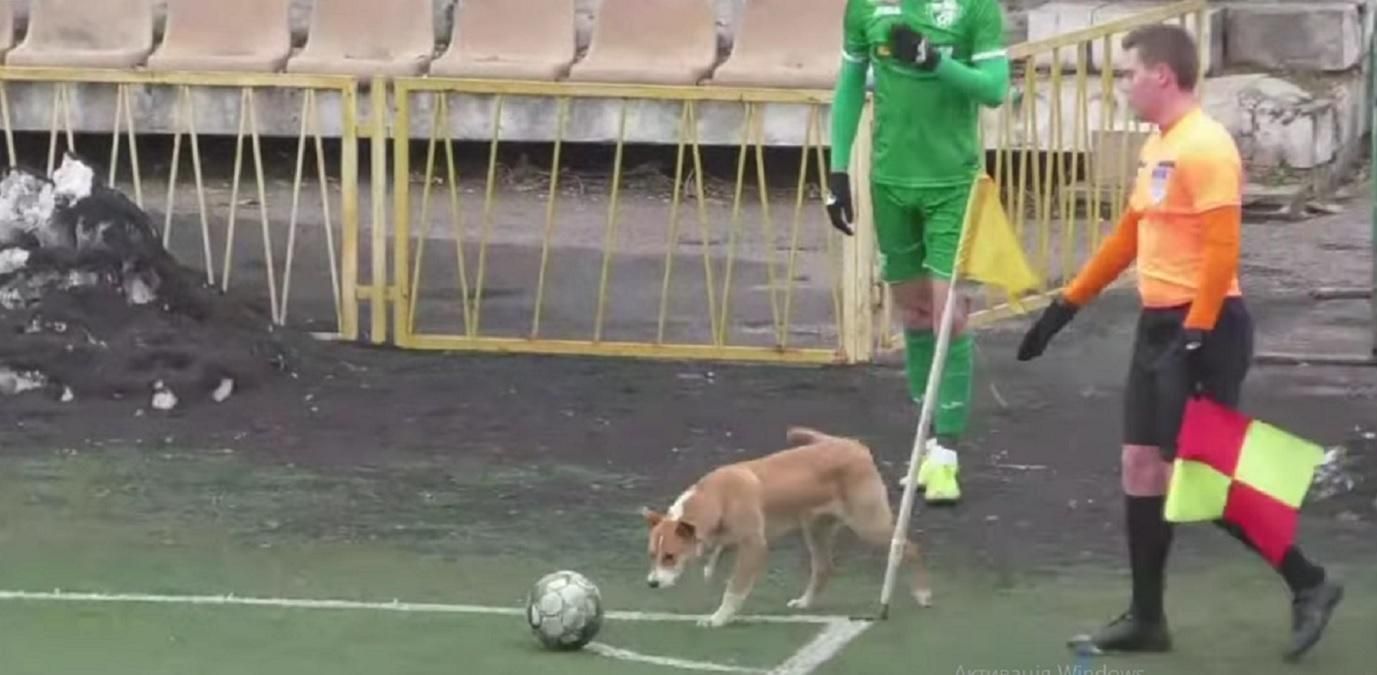 Собака зірвав кутовий Карпат у матчі з Нивою– курйозне відео