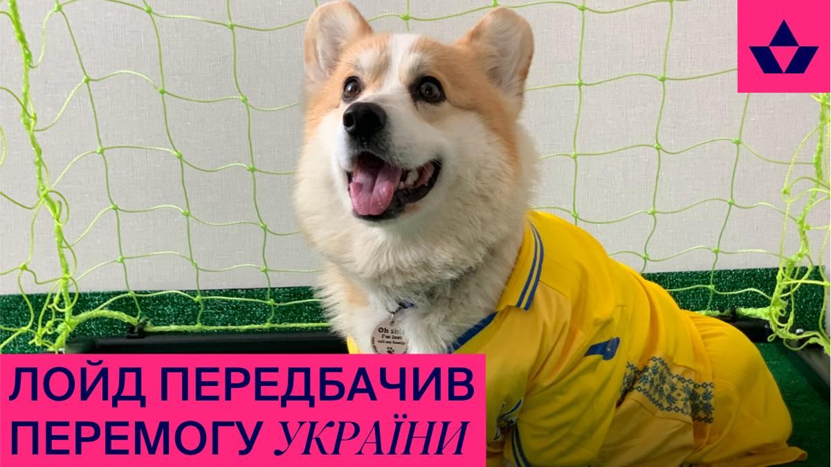 Корги Лойд спрогнозировал победу Украины над Швецией Корги Лойд спрогнозировал победу Украины над Швецией