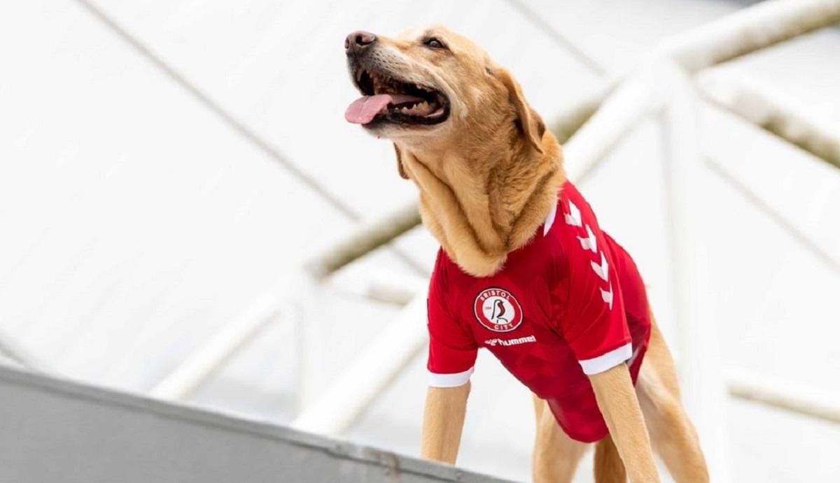 Английский клуб презентовал новую форму – собаки в роли моделей Английский клуб презентовал новую форму – собаки в роли моделей