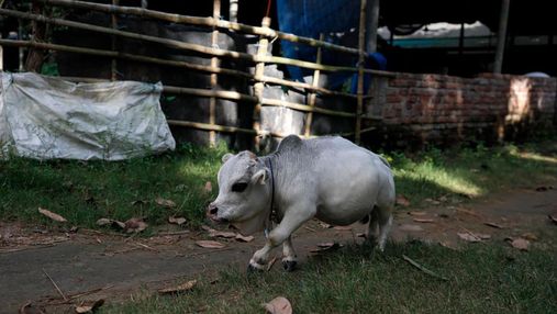 Завбільшки з собаку: карликова корова з Бангладеш претендує на статус найменшої у світі