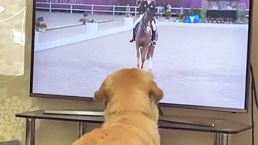Розумний пес палко вболіває за вершників на Олімпіаді-2020: відео