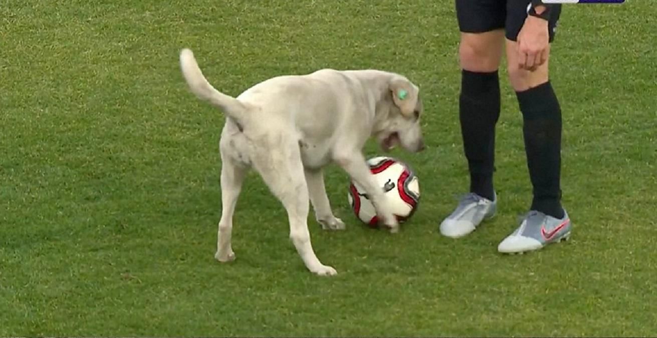 Пес вибіг на поле під час матчу та завадив супернику забити гол: кумедне відео - Спорт 24