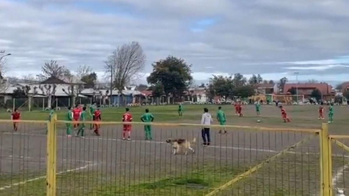 Чотирилапий футболіст: у Чилі собака забила гол після розіграшу штрафного – відео - Спорт 24