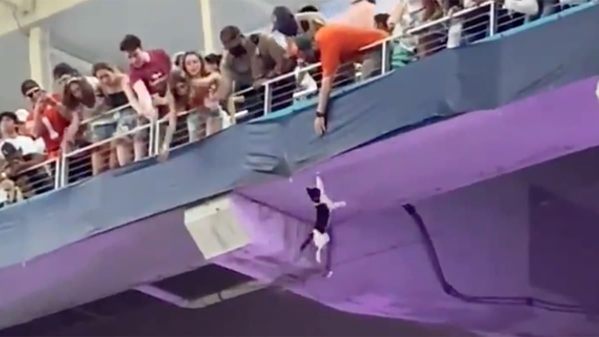 В США болельщики героически спасли кота, который сорвался с верхнего яруса стадиона: видео В США болельщики героически спасли кота, который сорвался с верхнего яруса стадиона: видео