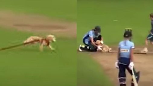 У Британії пес вибіг на поле для крокету й поцупив м'яч: курйозне відео