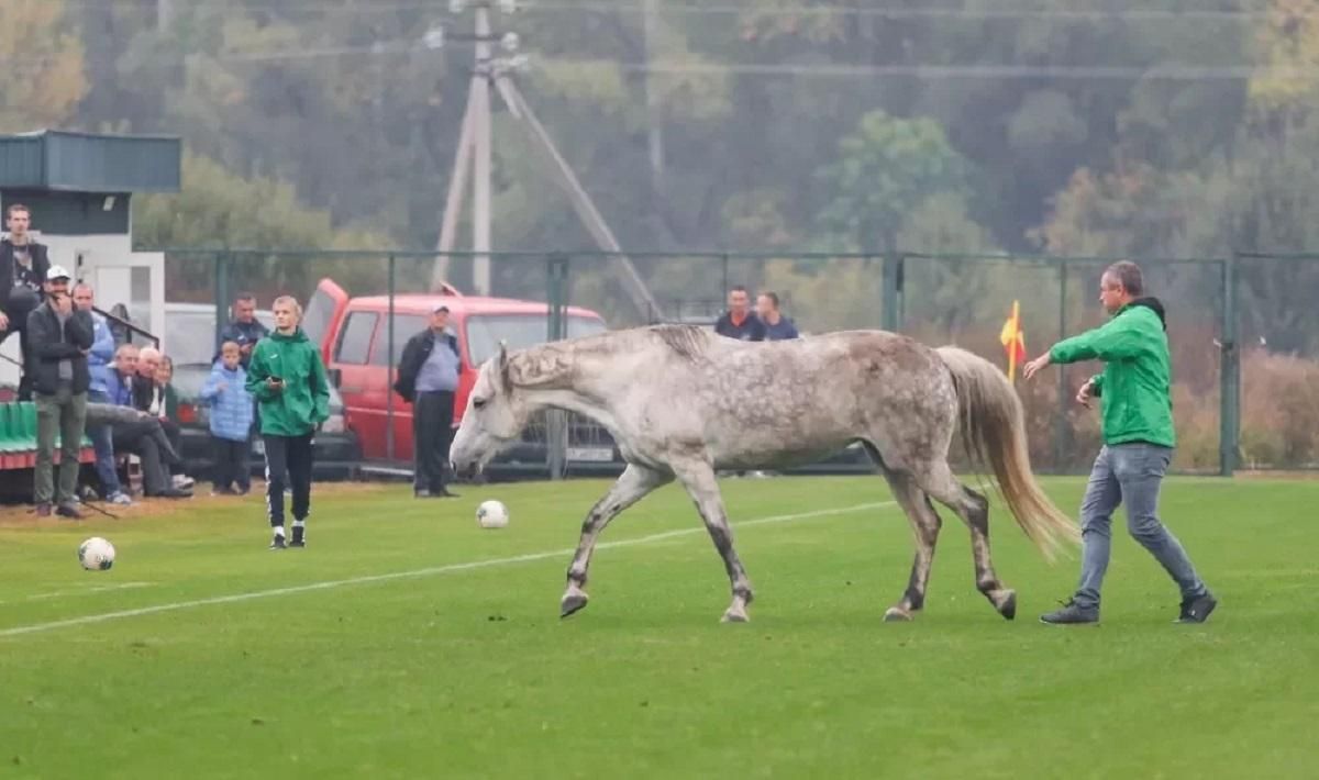 Футбольный матч сборных Украины и Италии едва не сорвали животные: забавное видео