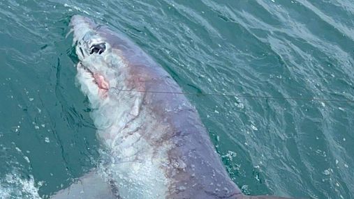 Рекордні розміри: британець зловив на вудочку 250-кілограмову акулу 