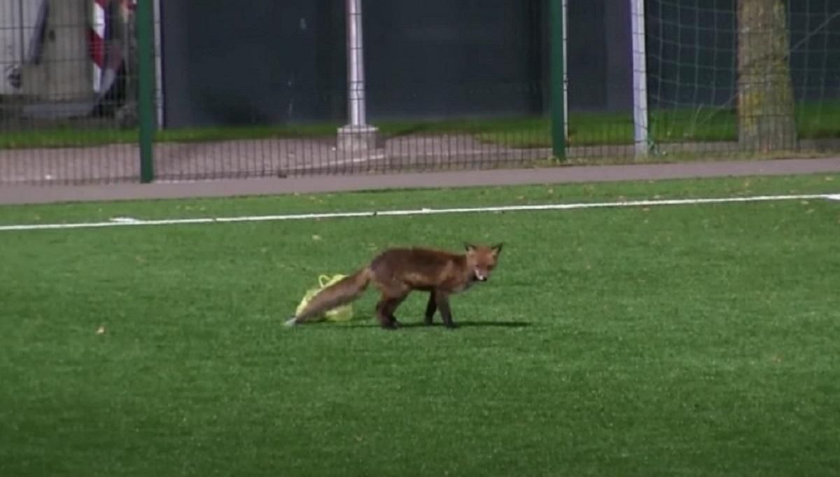 Дванадцятий гравець на полі: лисиця зірвала футбольний матч в Естонії – курйозне відео - Спорт 24