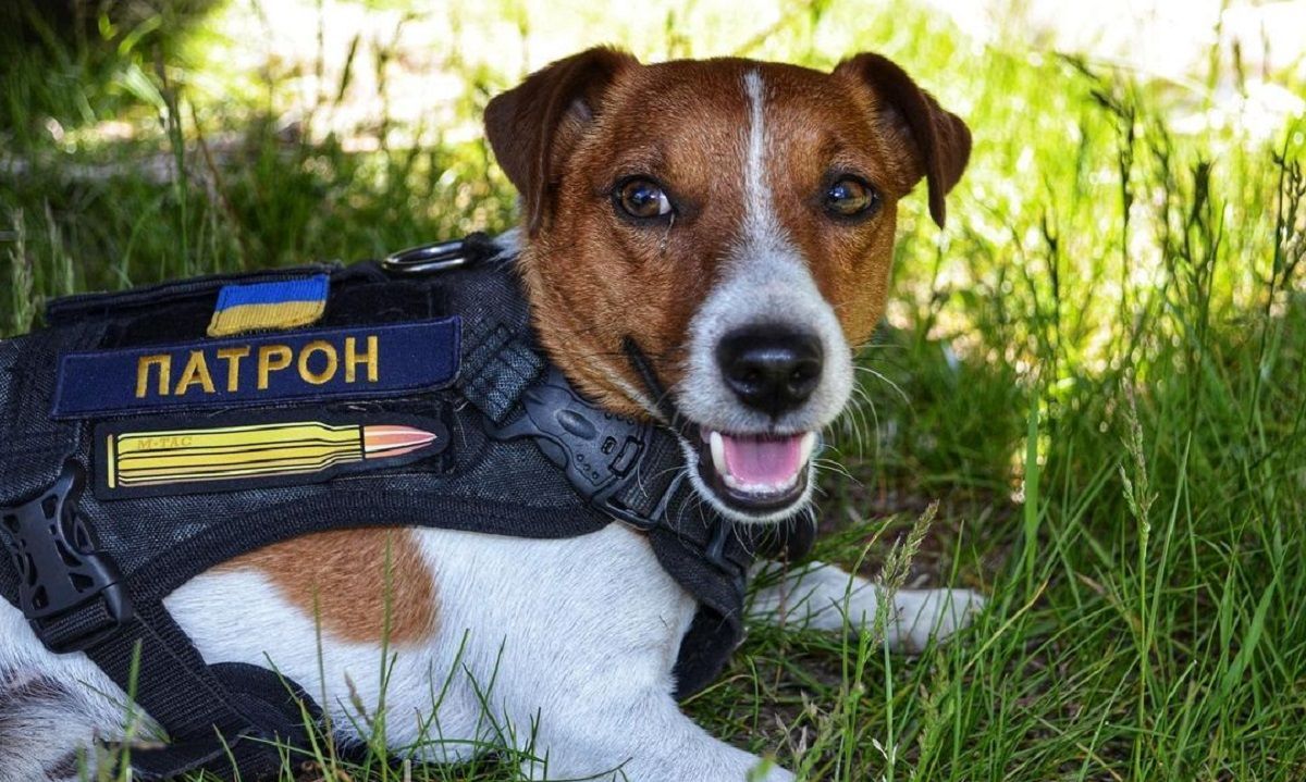 "Приехал на спортивный праздник" собачка-сапер Патрон посетил Львов во День защиты детей - 24 канал Спорт "Приехал на спортивный праздник" собачка-сапер Патрон посетил Львов во День защиты детей - 24 канал Спорт