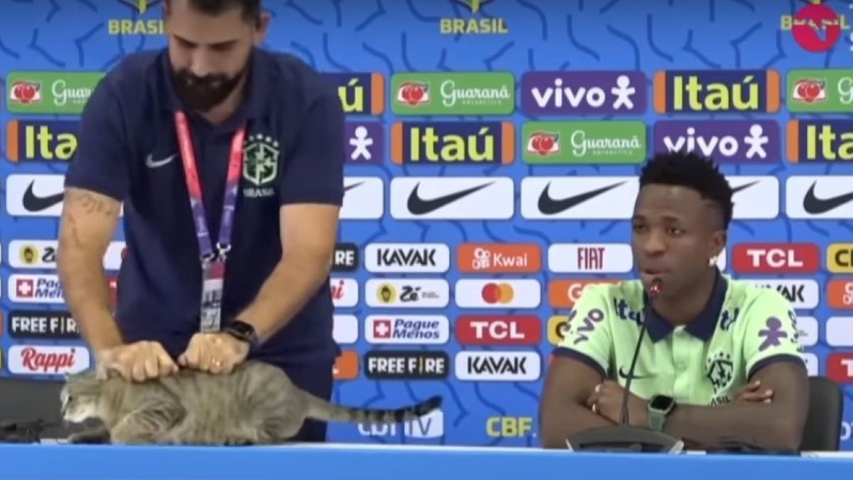 Кот на пресс-конференции сборной Бразилии