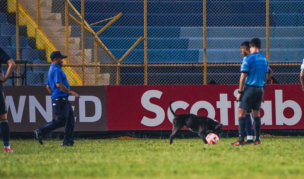 Собака выбежала на поле в матче Лиги чемпионов КОНКАКАФ – видео 08.03.2023 Собака выбежала на поле в матче Лиги чемпионов КОНКАКАФ – видео 08.03.2023