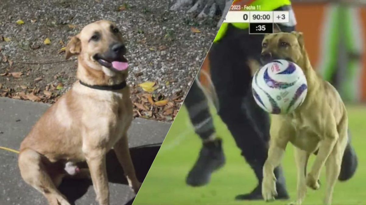 Собака выбежала на поле и стала героиней вирусного видео Собака выбежала на поле и стала героиней вирусного видео