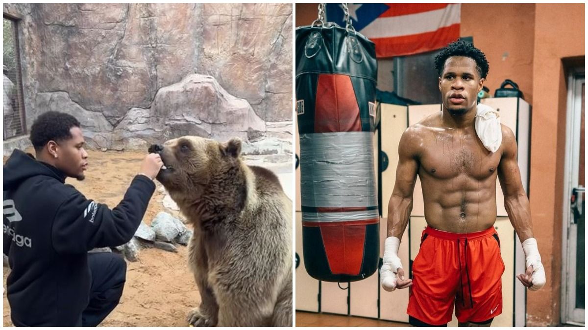 Девіна Хейні вкусив ведмідь у зоопарку - відео Девіна Хейні вкусив ведмідь у зоопарку - відео