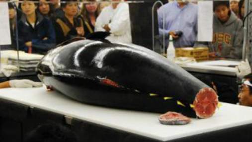 В Японии продали огромного тунца за 1,7 миллиона долларов