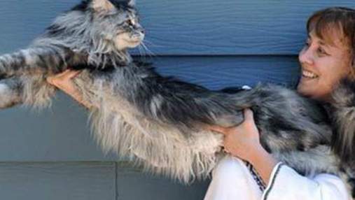 Ушел из жизни самый длинный кот в мире